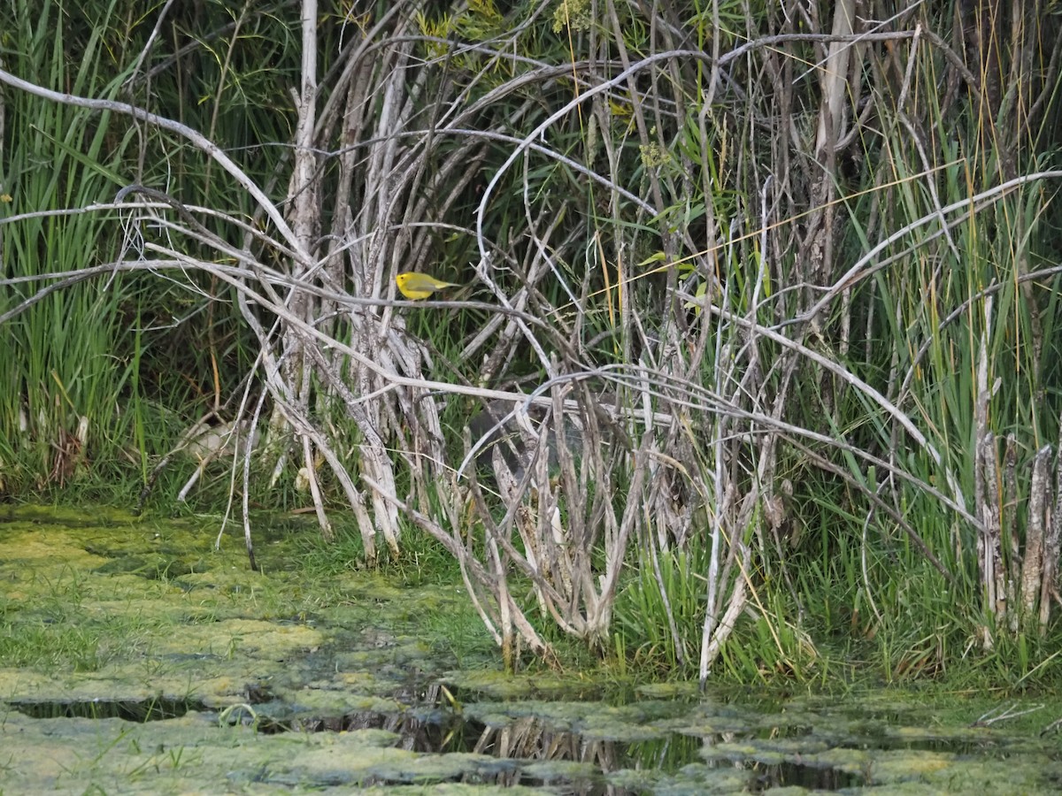 Wilson's Warbler - ML641516965