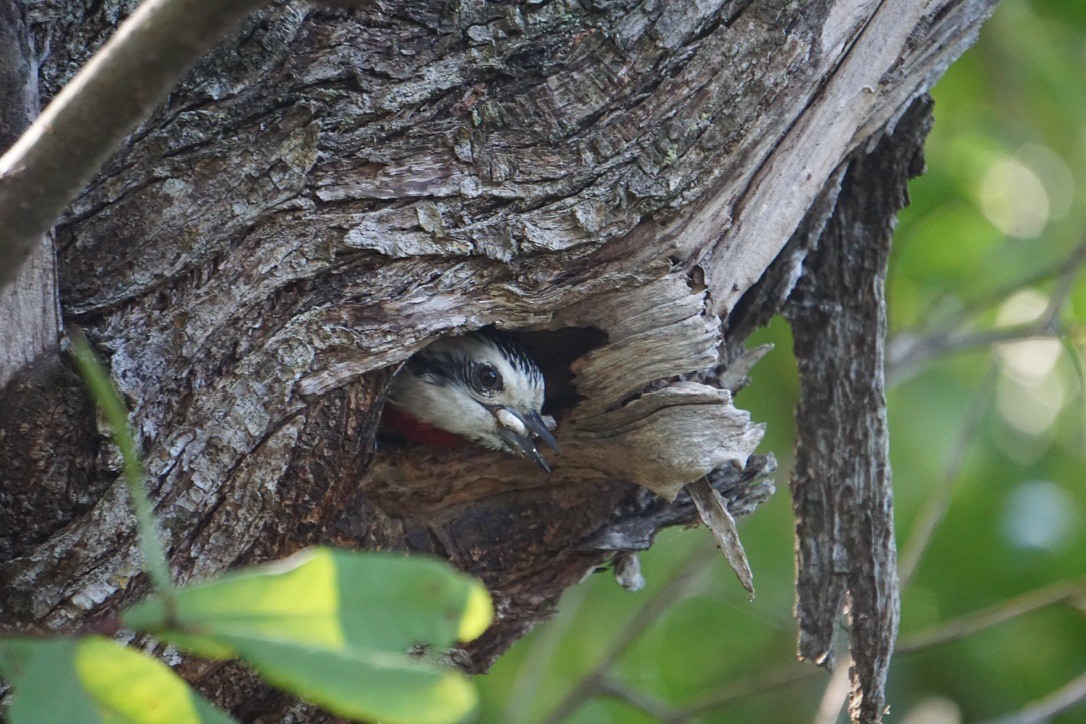 Cuban Green Woodpecker - ML641517005