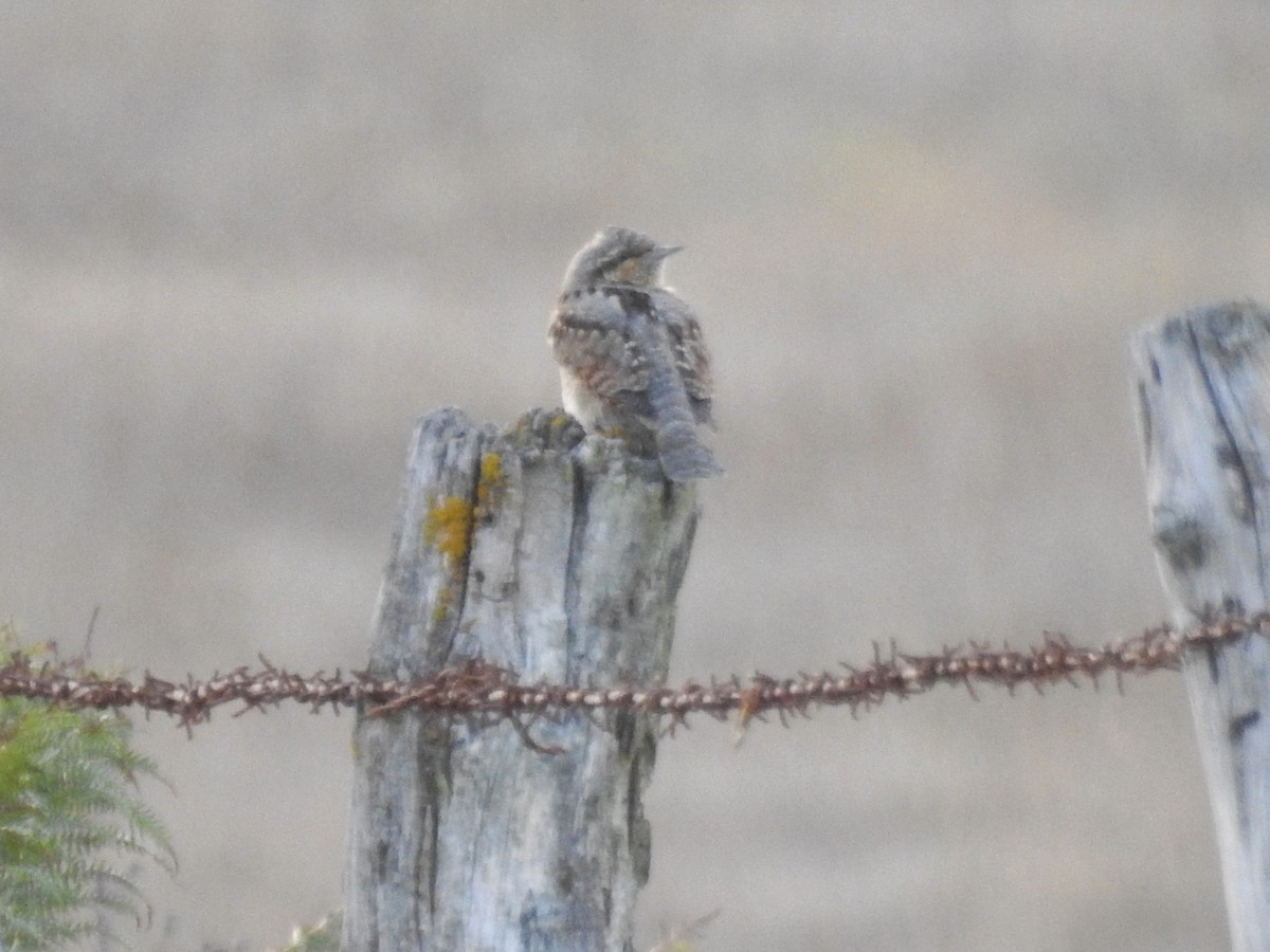 Eurasian Wryneck - ML641517054