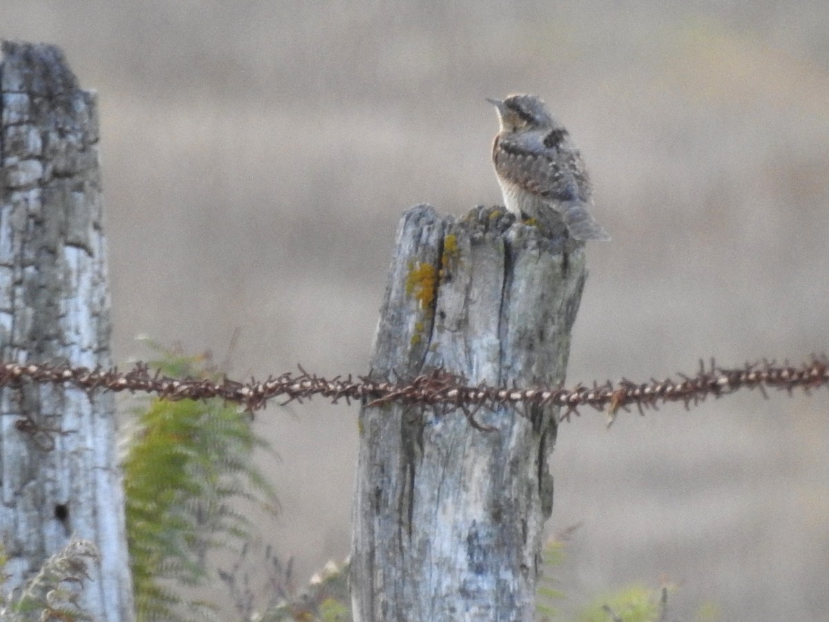 Eurasian Wryneck - ML641517055