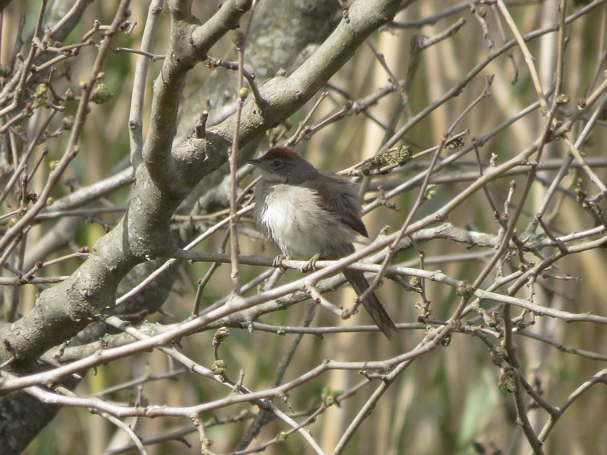 Pale-breasted Spinetail - ML641517131