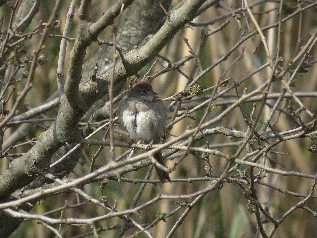 Pale-breasted Spinetail - ML641517132