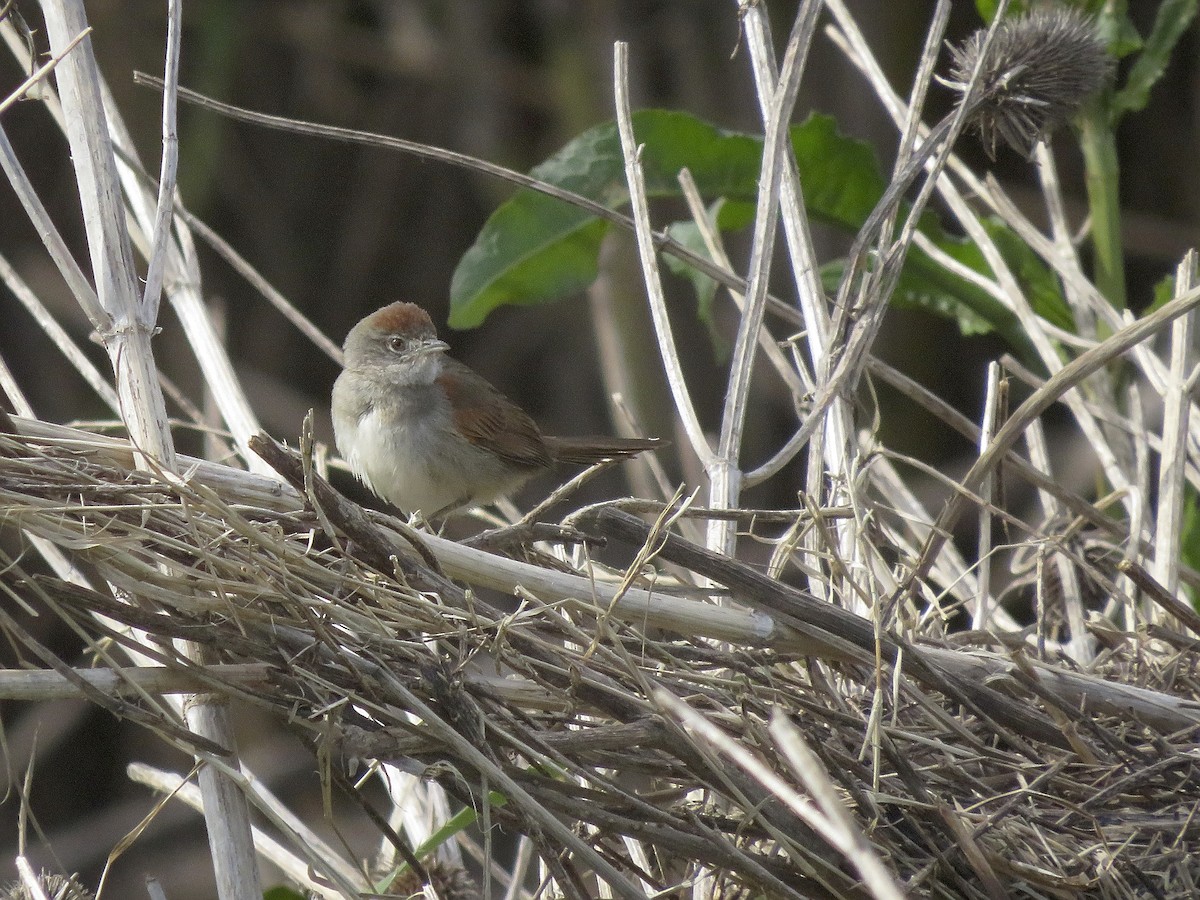 Pale-breasted Spinetail - ML641517133