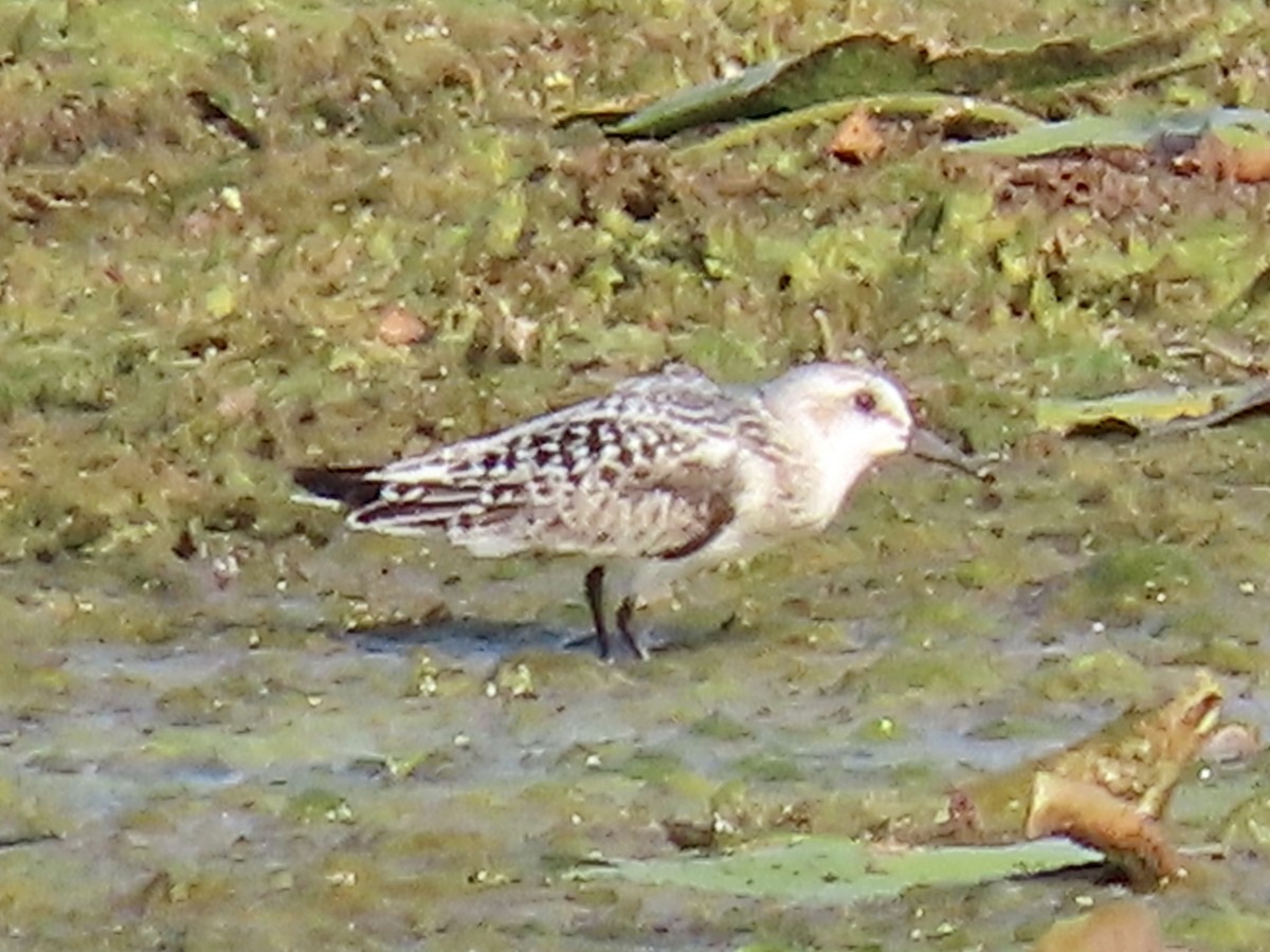 Bécasseau sanderling - ML641517134