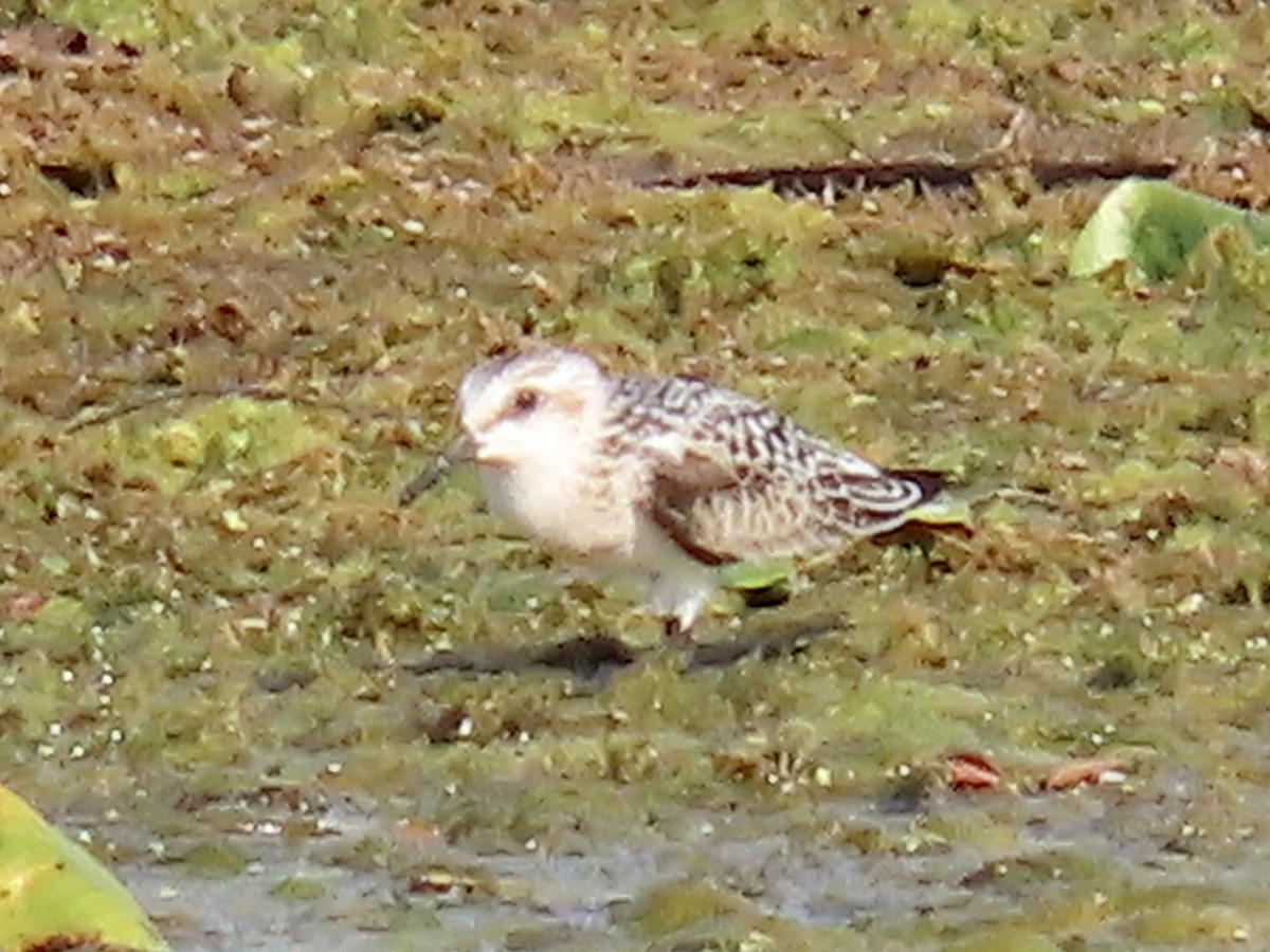 Bécasseau sanderling - ML641517135
