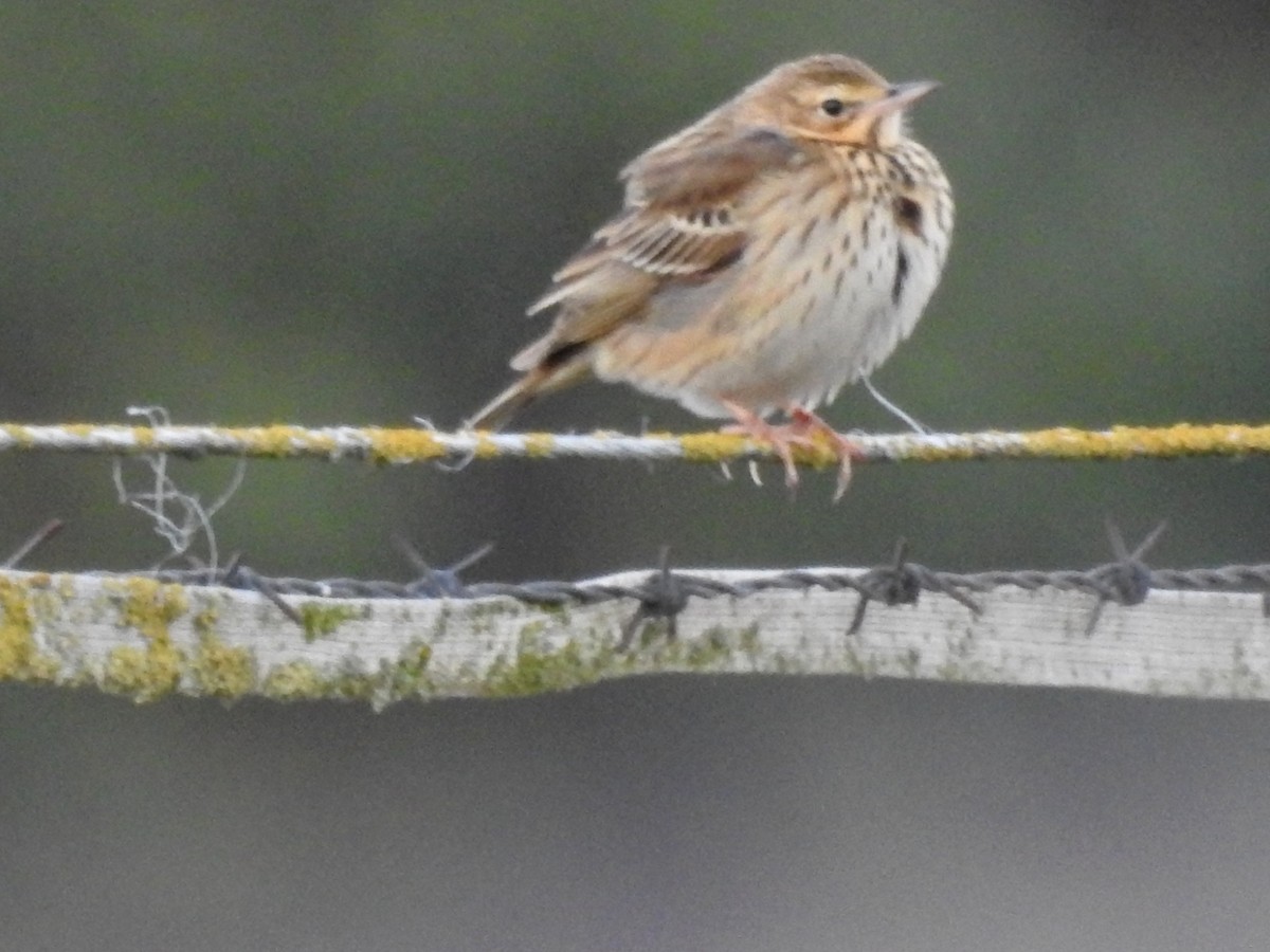 Pipit des arbres - ML641517159