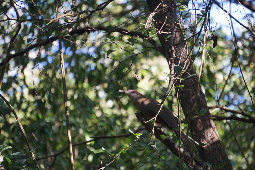 Great Lizard-Cuckoo - ML641517162