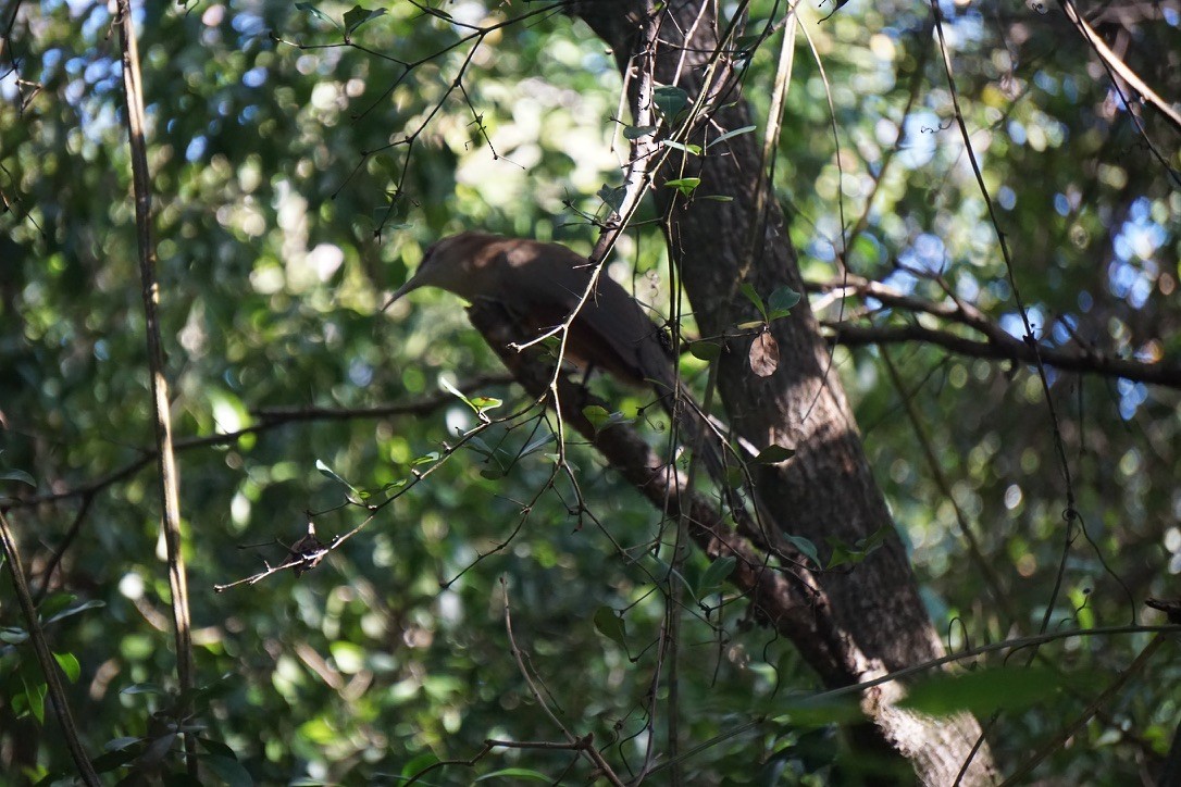 Great Lizard-Cuckoo - ML641517163