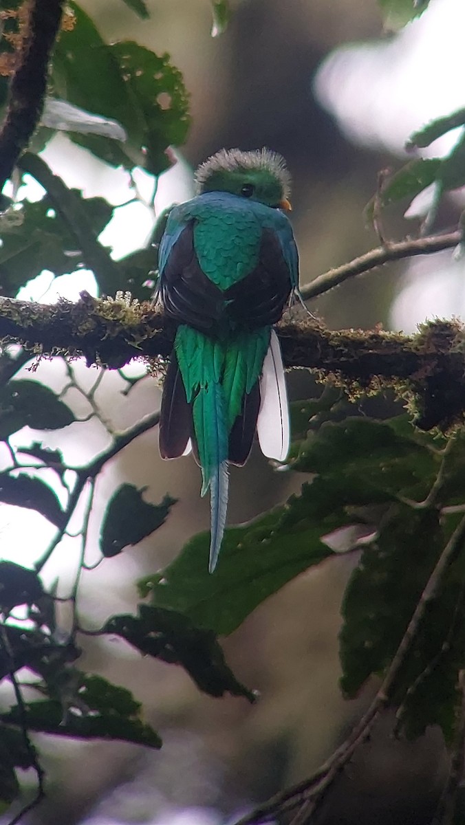 Quetzal resplendissant - ML641517206