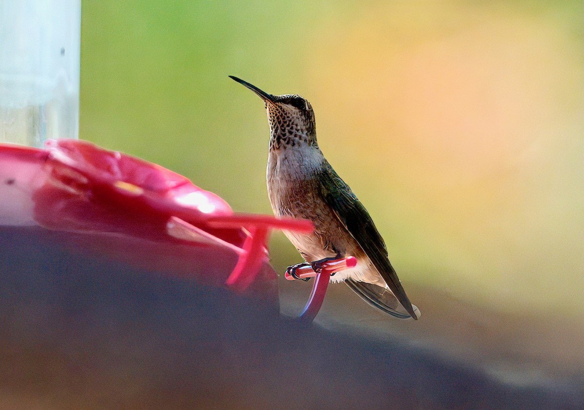 Black-chinned Hummingbird - ML641517221
