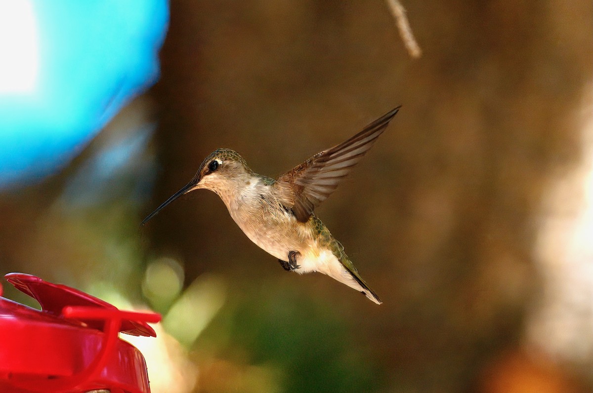 Black-chinned Hummingbird - ML641517223