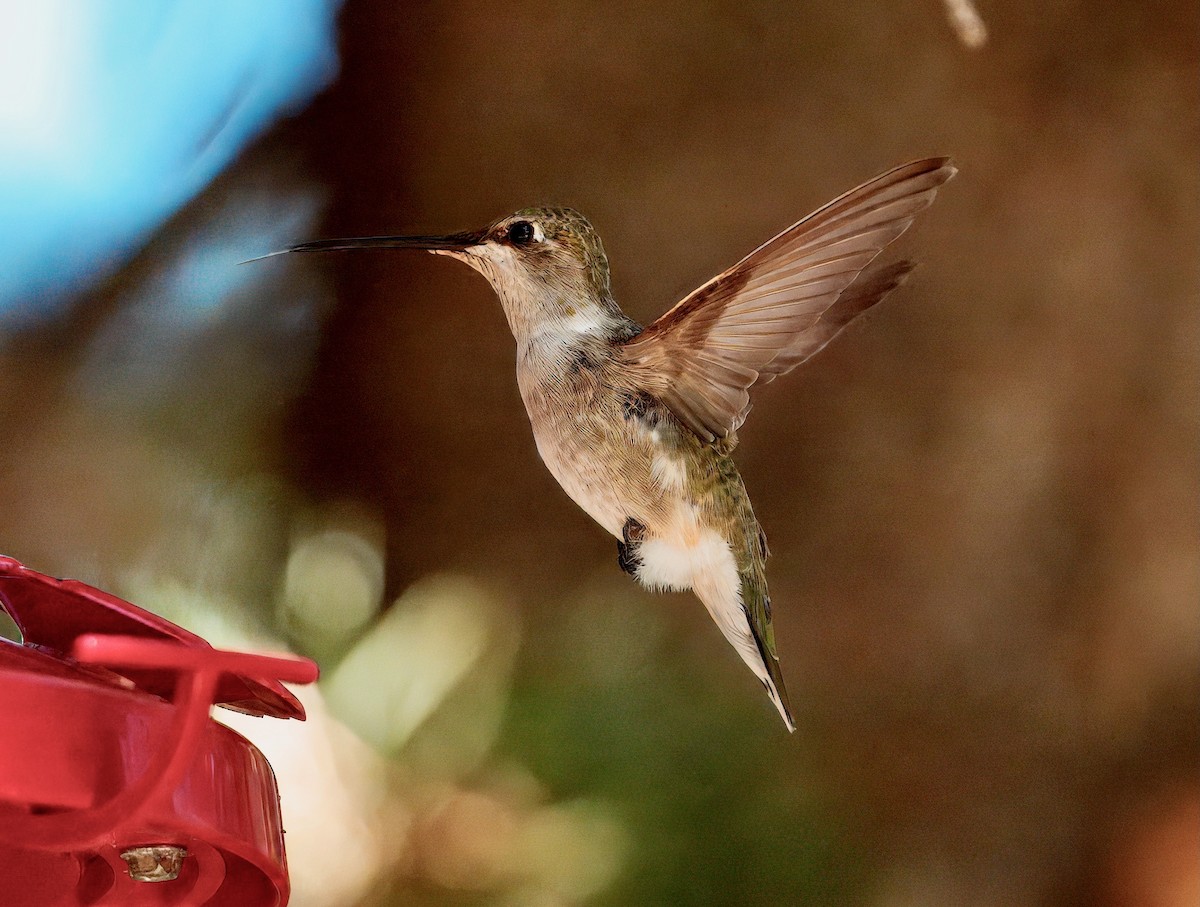 Black-chinned Hummingbird - ML641517224