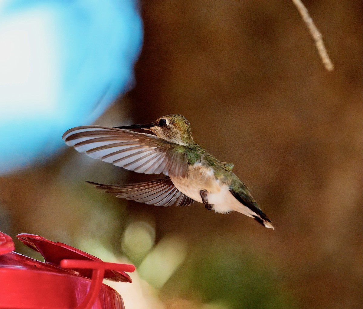 Black-chinned Hummingbird - ML641517225