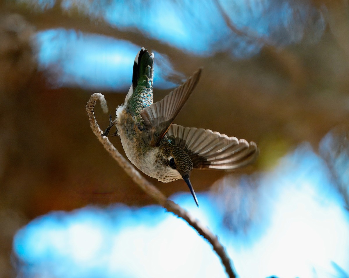 Black-chinned Hummingbird - ML641517227