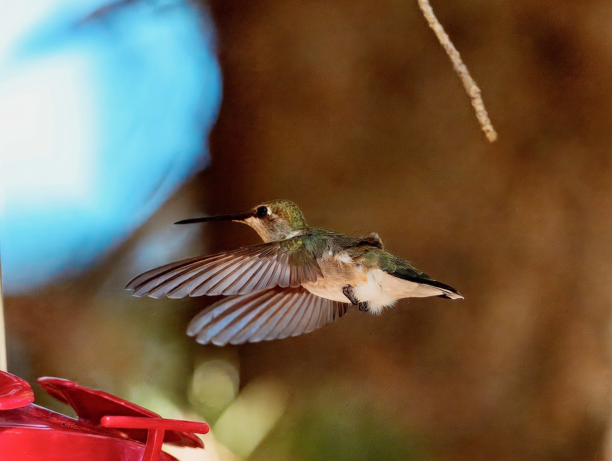 Black-chinned Hummingbird - ML641517228