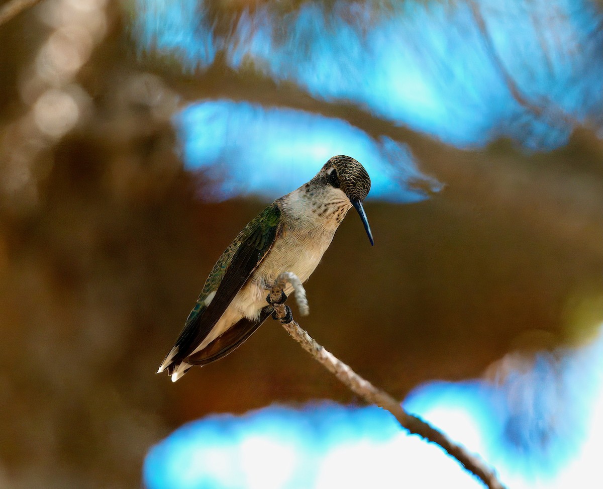 Black-chinned Hummingbird - ML641517230