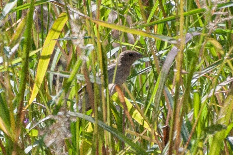 lazulispurv/indigospurv - ML641517247