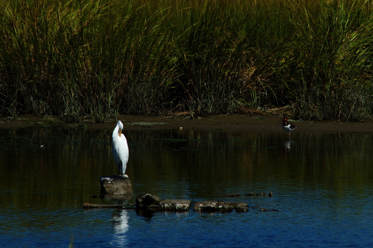 Great Egret - ML641517263
