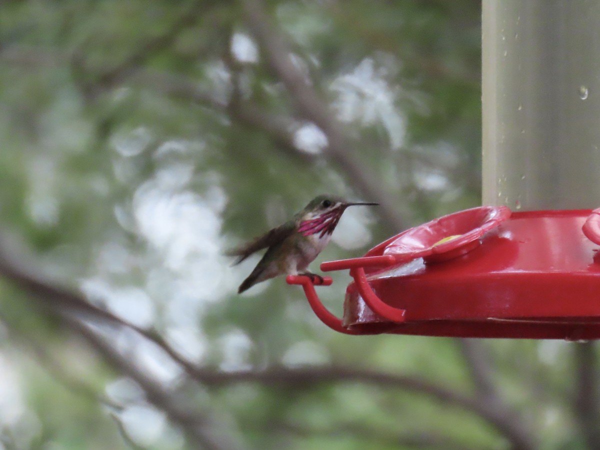 Colibrí Calíope - ML641517307