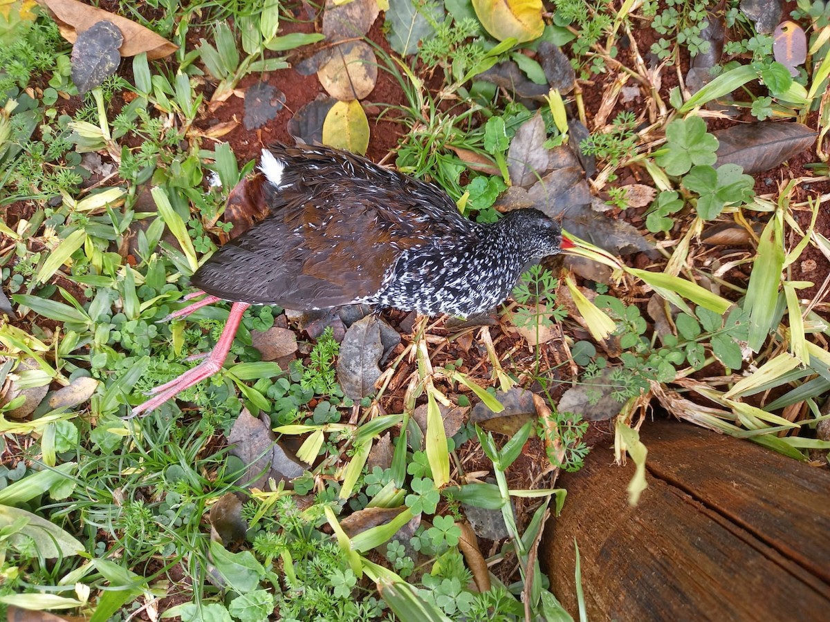 Spotted Rail - ML641517322