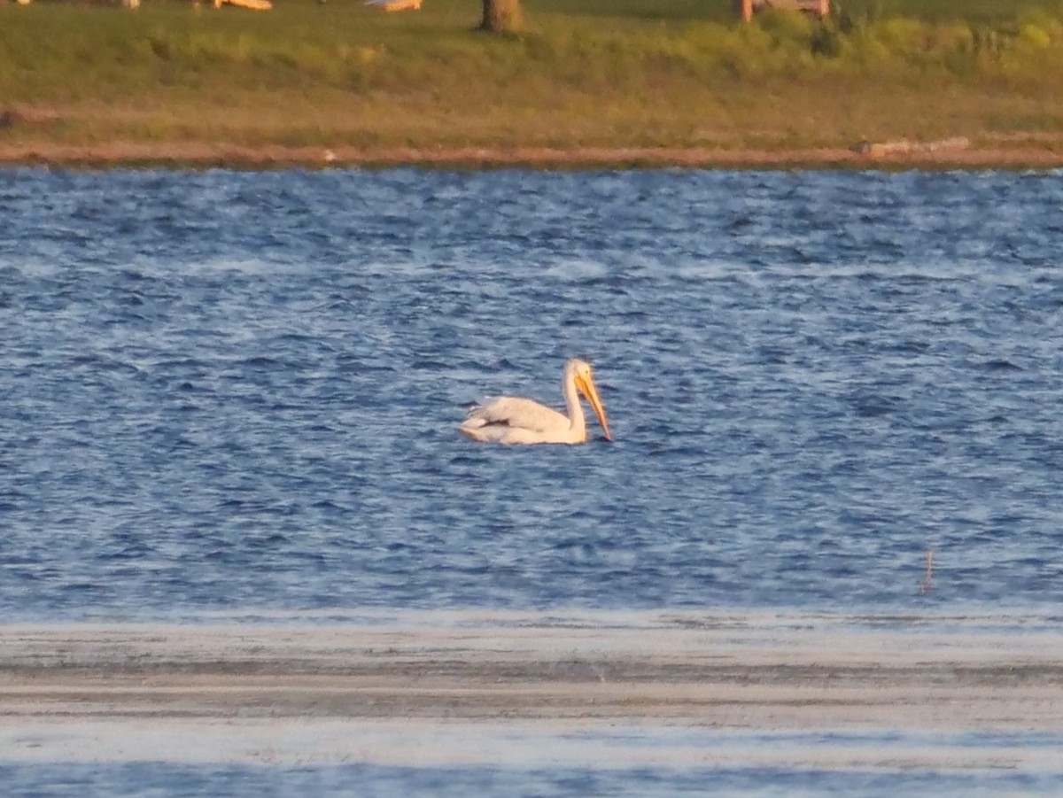 American White Pelican - ML641517361