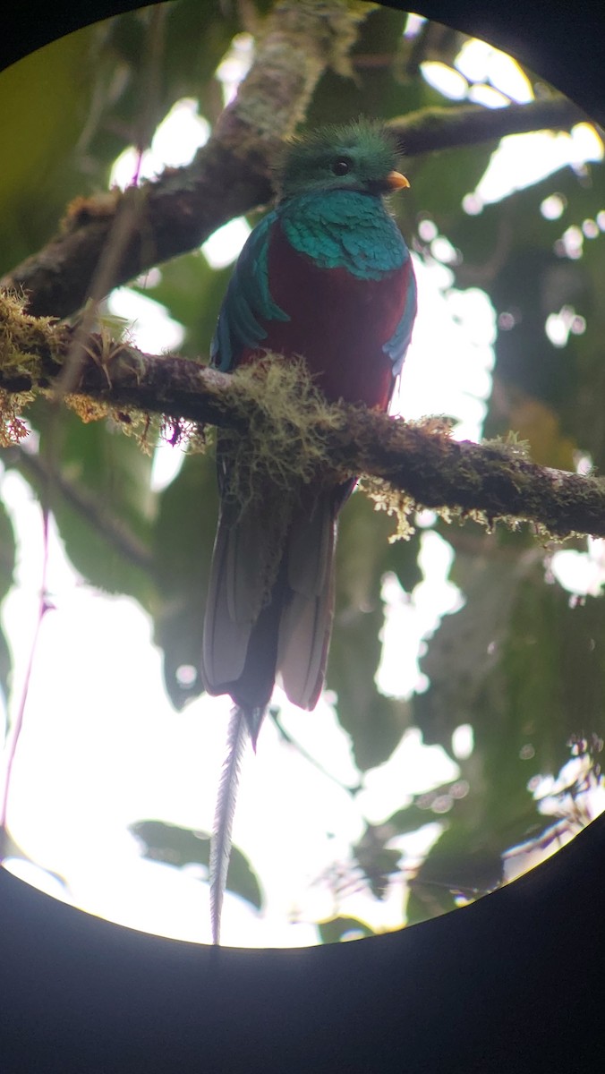 Quetzal resplendissant - ML641517387