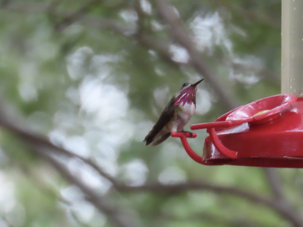 Colibrí Calíope - ML641517402