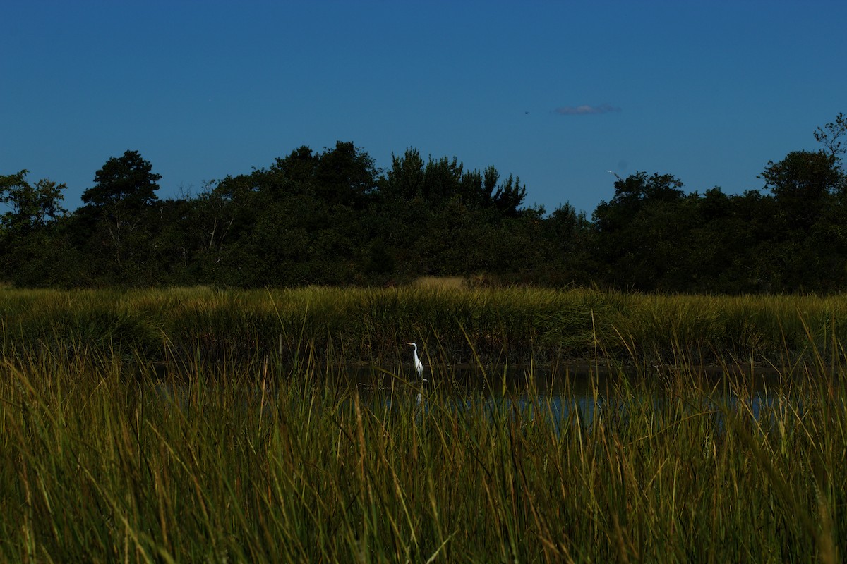 Great Egret - ML641517444