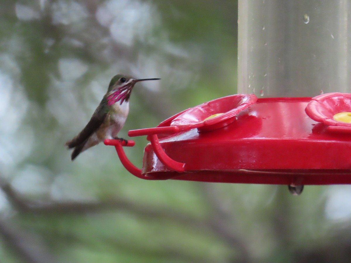 Colibrí Calíope - ML641517467