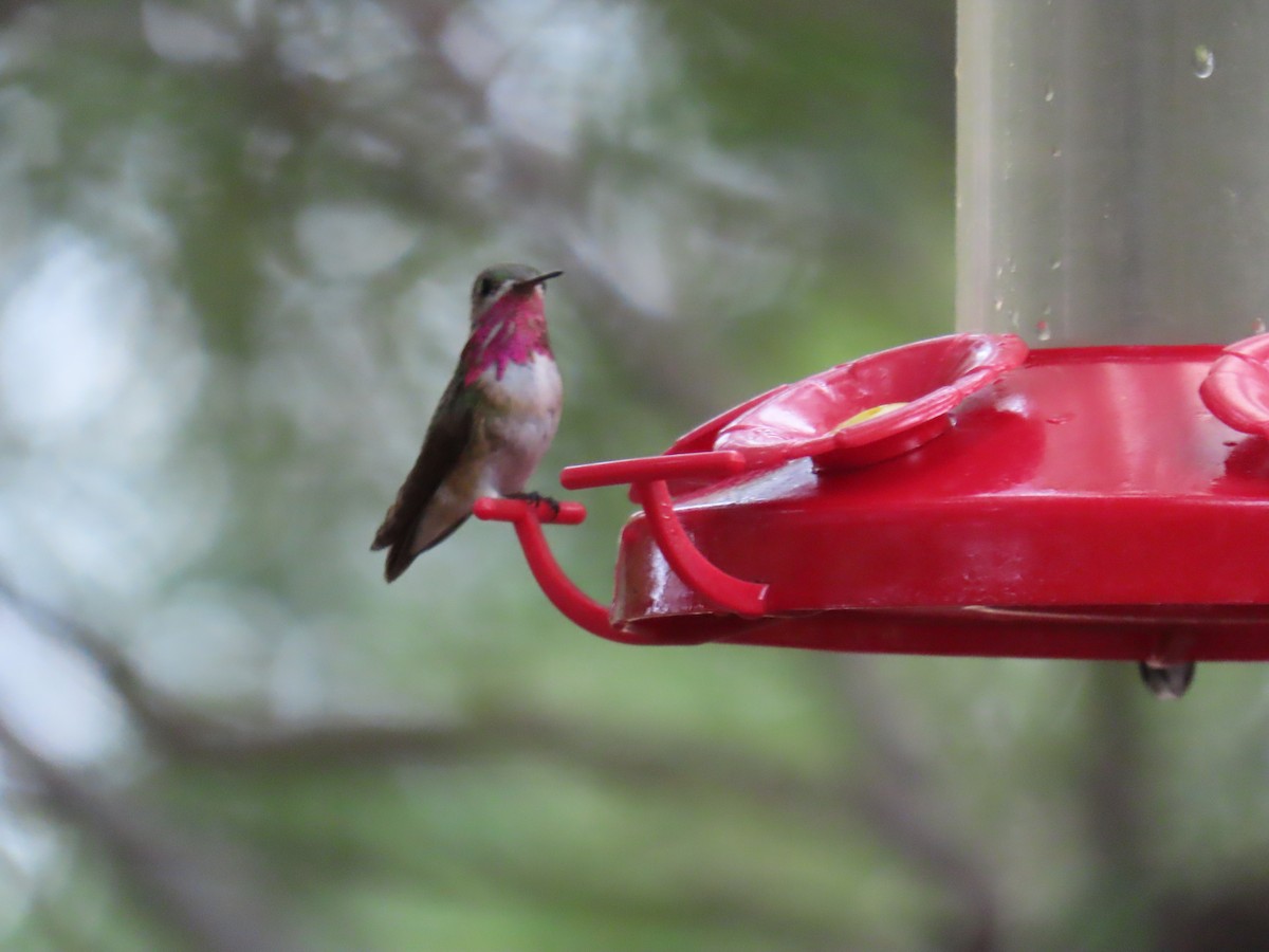 Colibrí Calíope - ML641517488