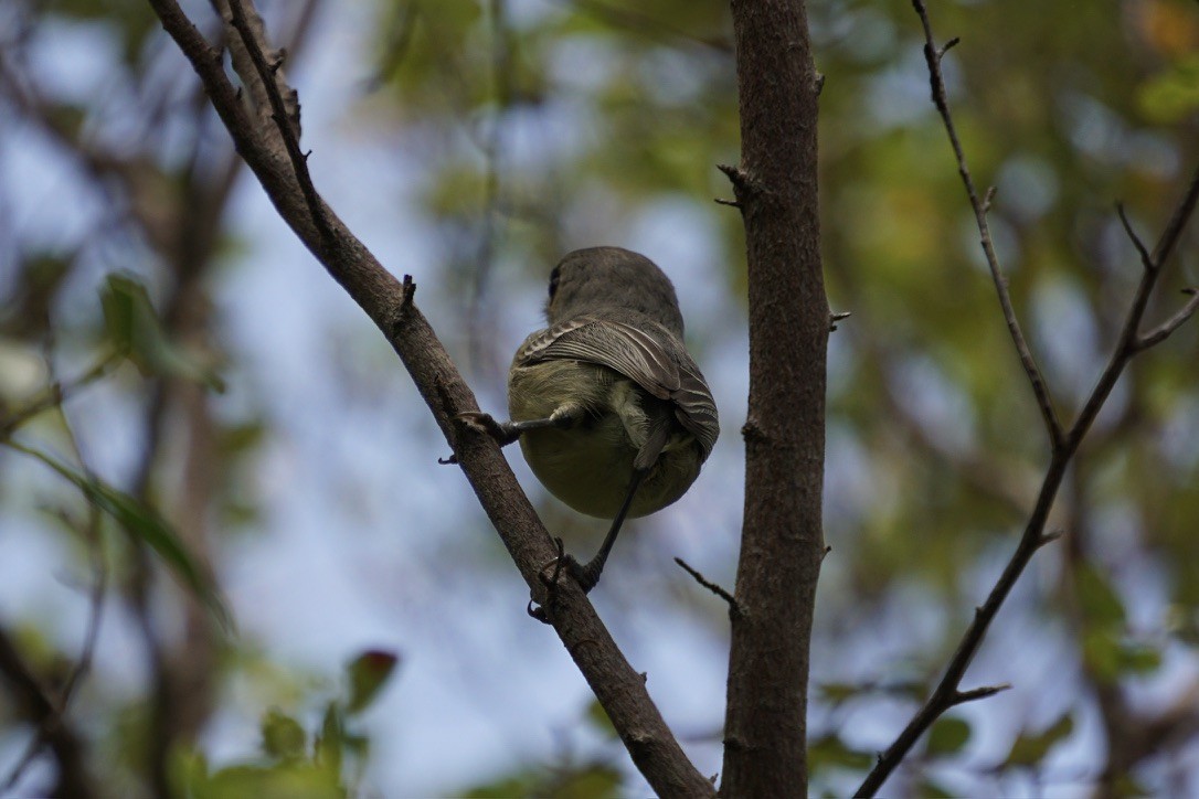 Vireo Cubano - ML641517508