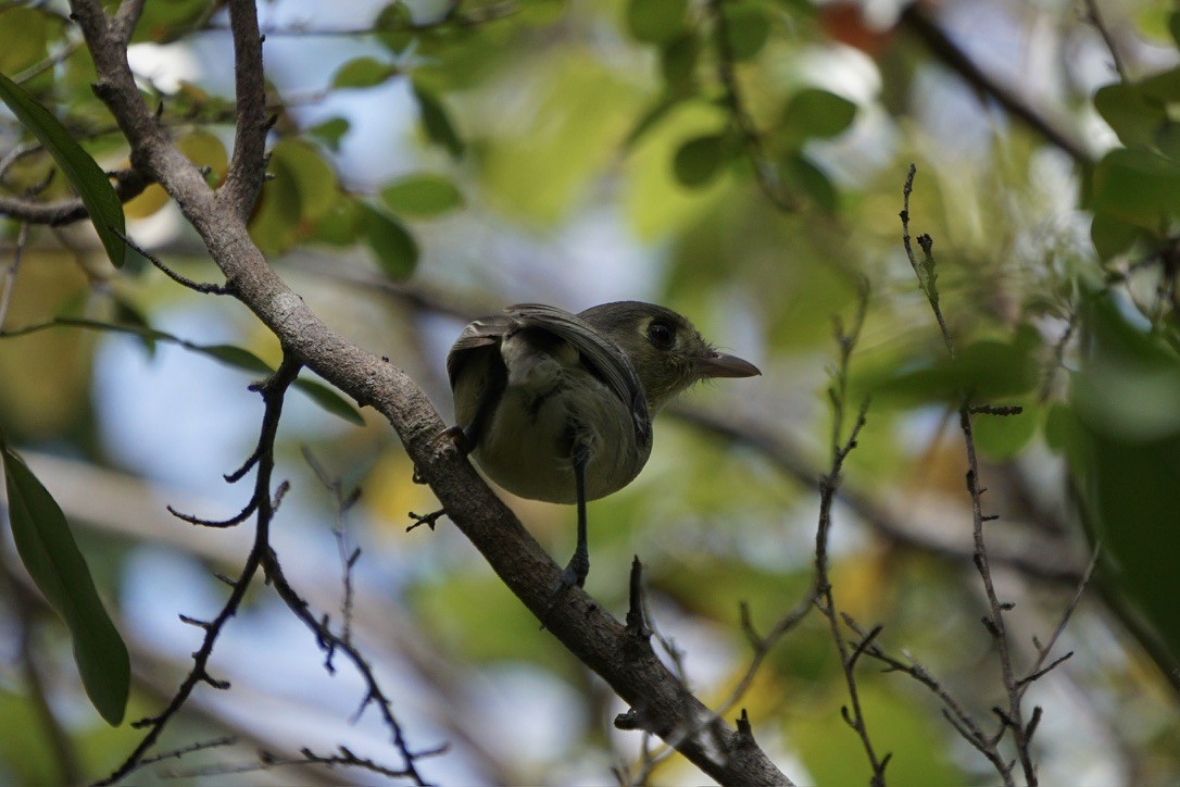 Vireo Cubano - ML641517509
