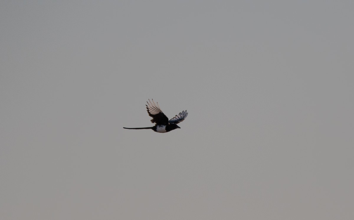 Black-billed Magpie - ML641517514