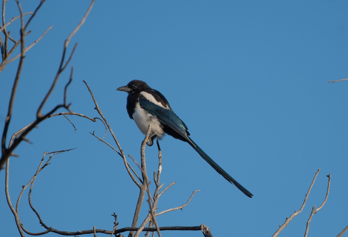 Black-billed Magpie - ML641517516