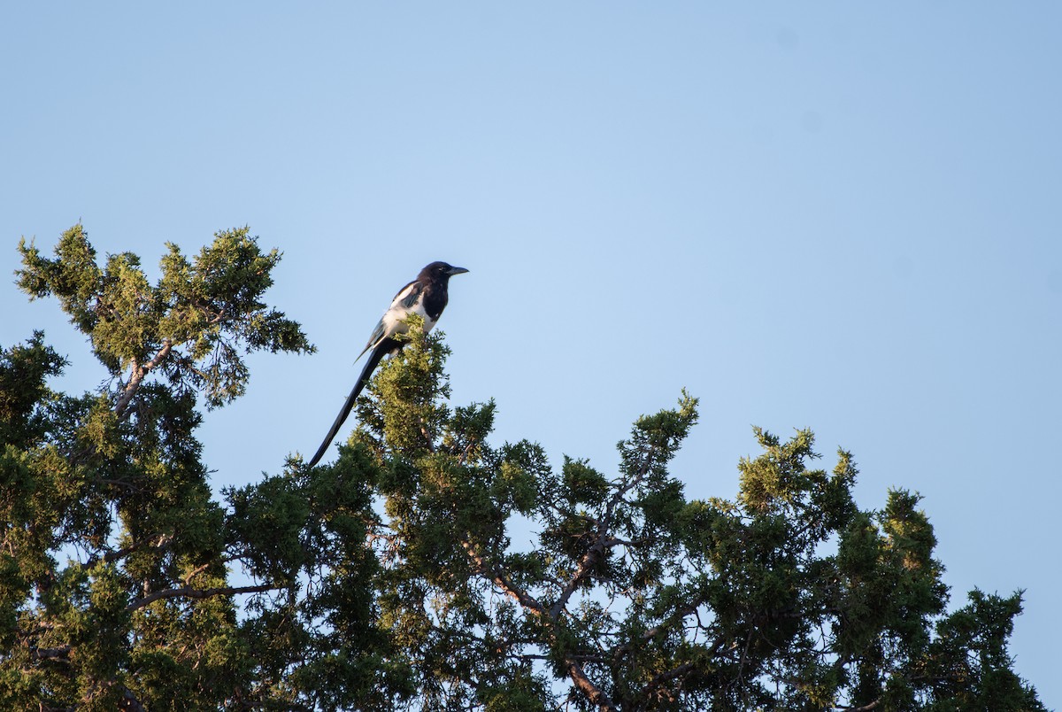 Black-billed Magpie - ML641517517