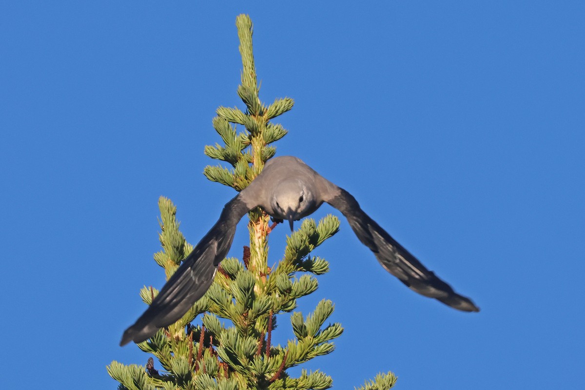Clark's Nutcracker - ML641517593