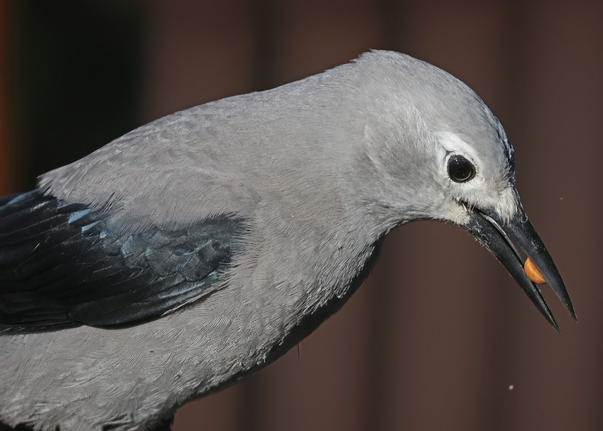 Clark's Nutcracker - ML641517595