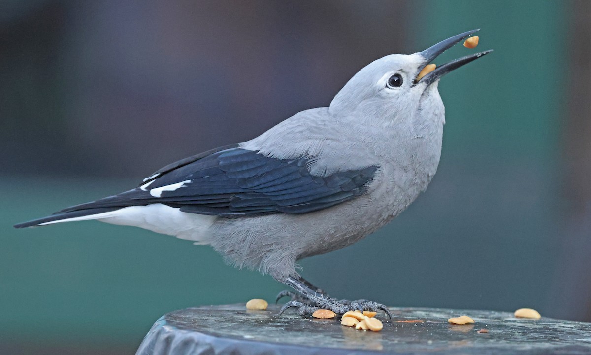 Clark's Nutcracker - ML641517597