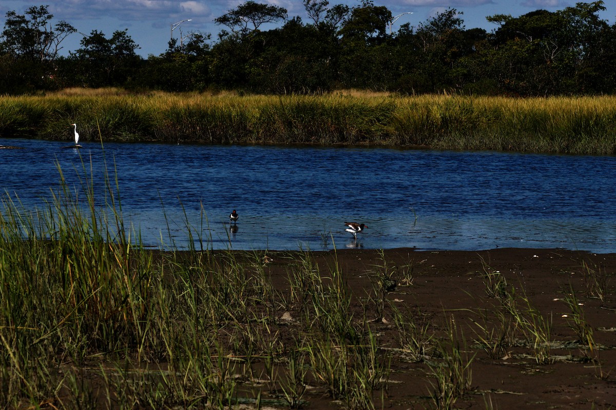 Great Egret - ML641517601