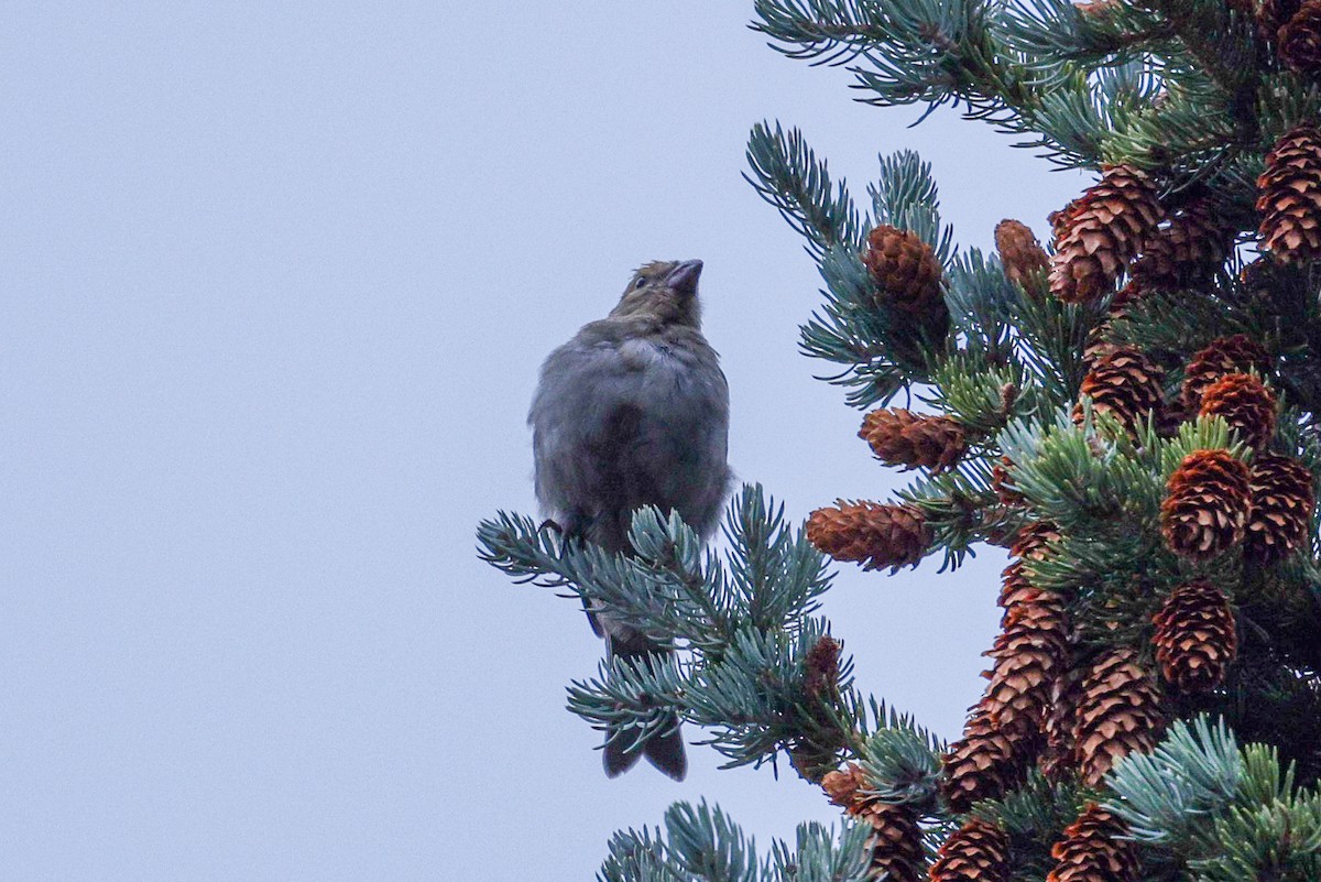 Pine Grosbeak - ML641517608