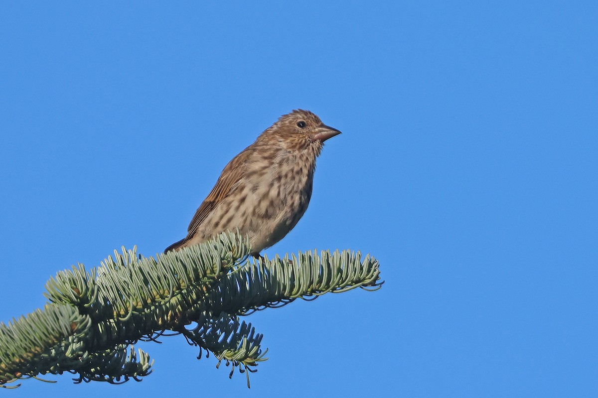 Cassin's Finch - ML641517624