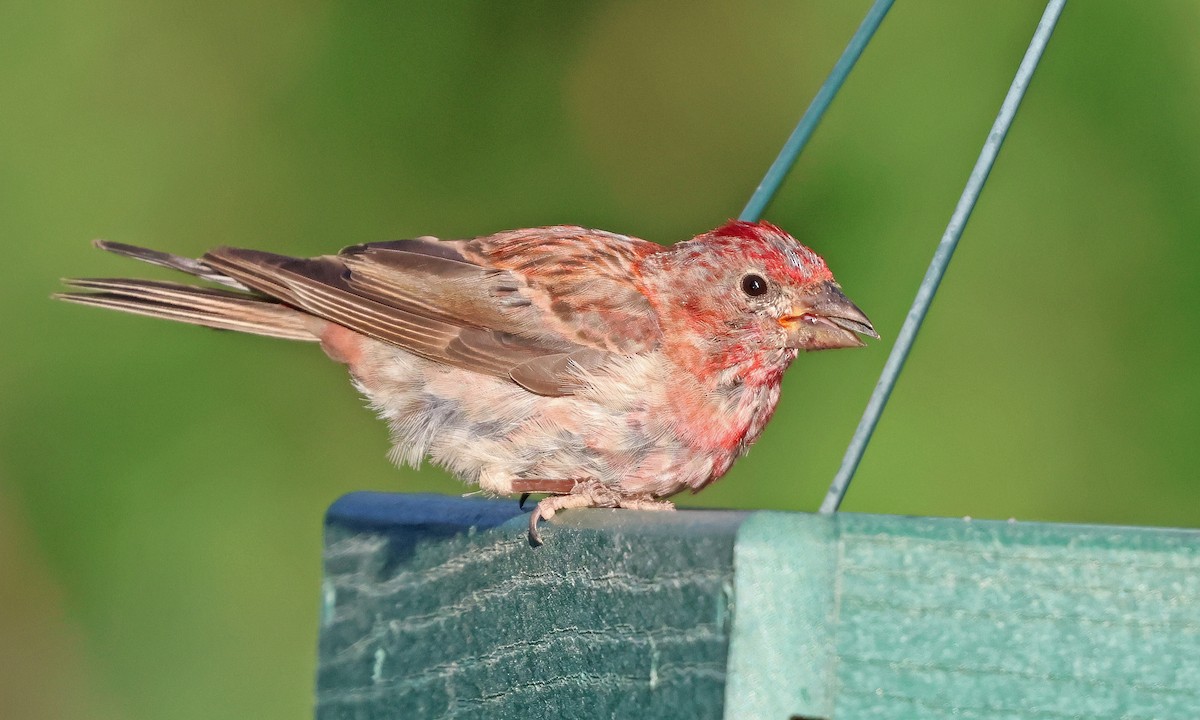 Cassin's Finch - ML641517626