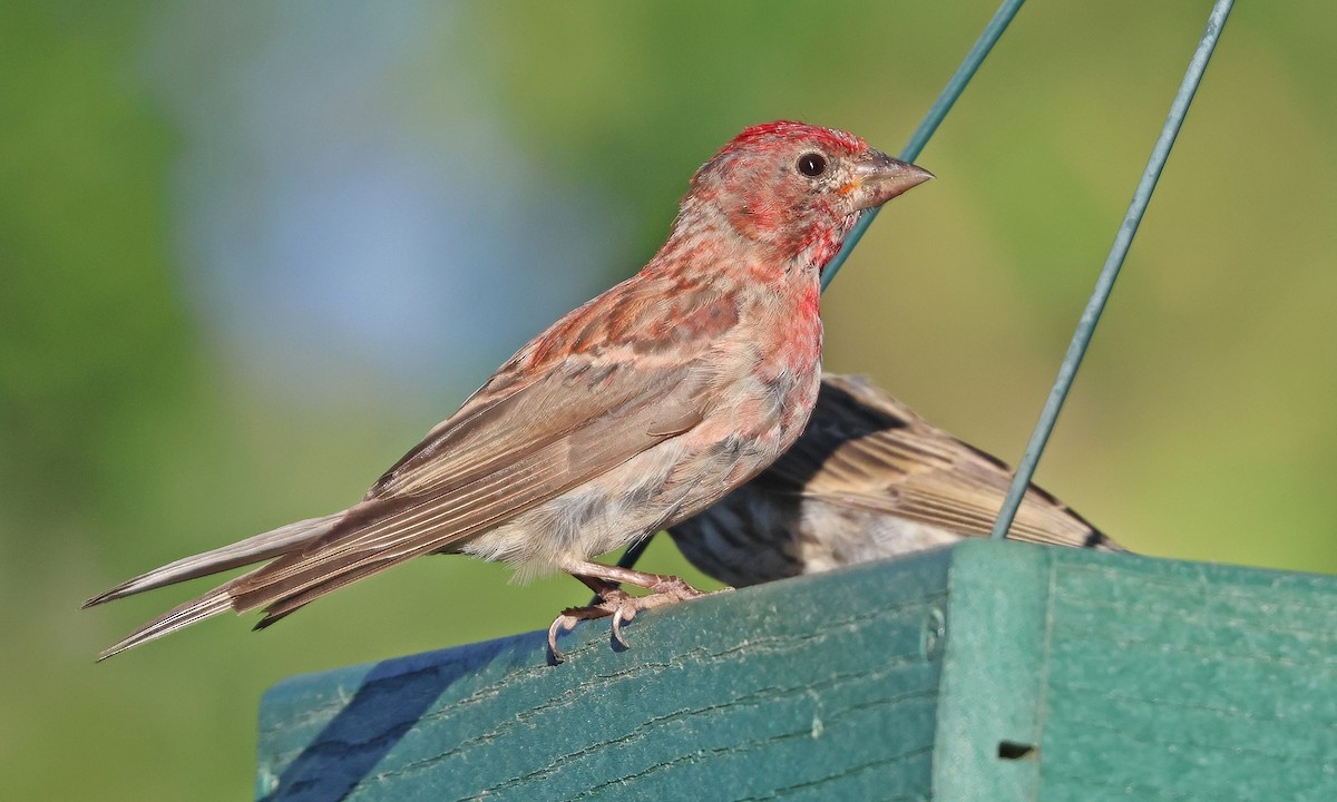 Cassin's Finch - ML641517627