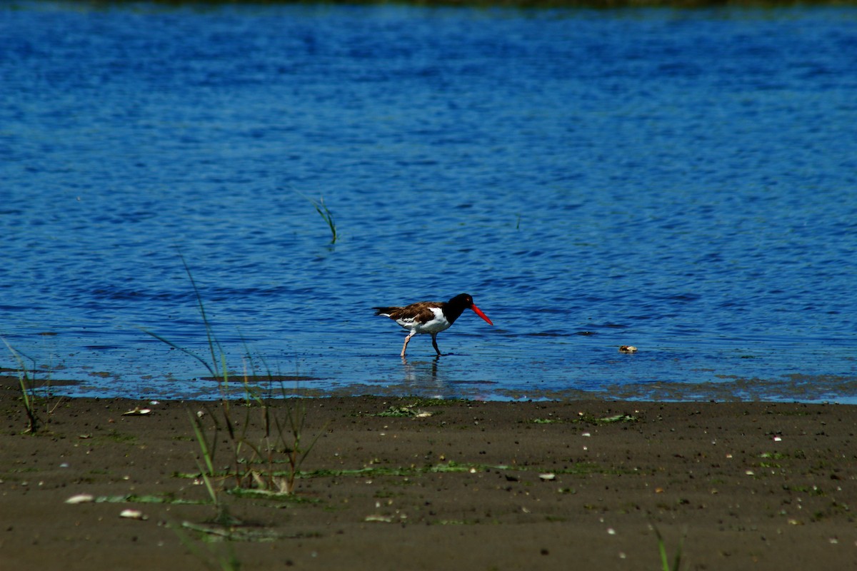 American Oystercatcher - ML641517646