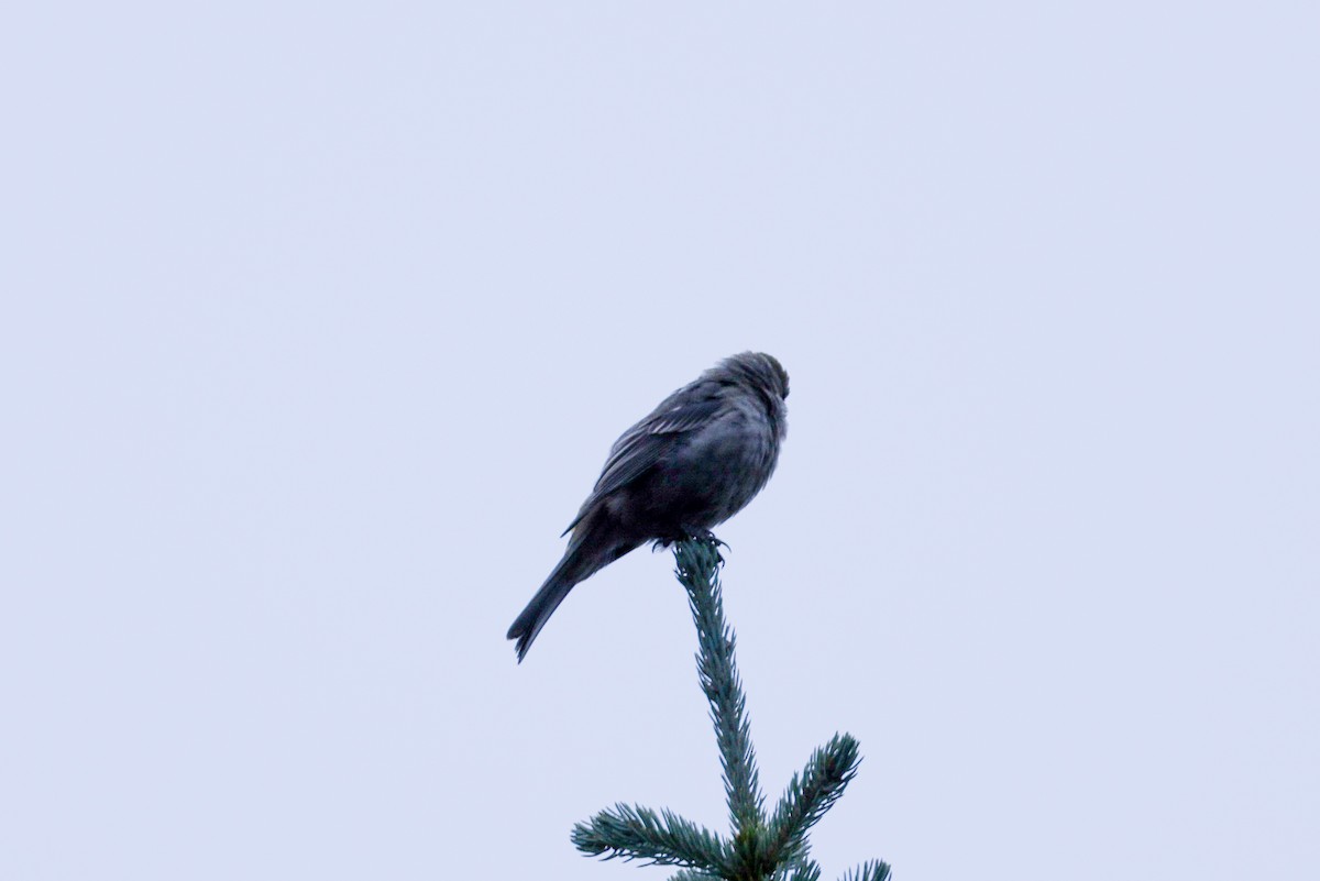 Pine Grosbeak - ML641517647