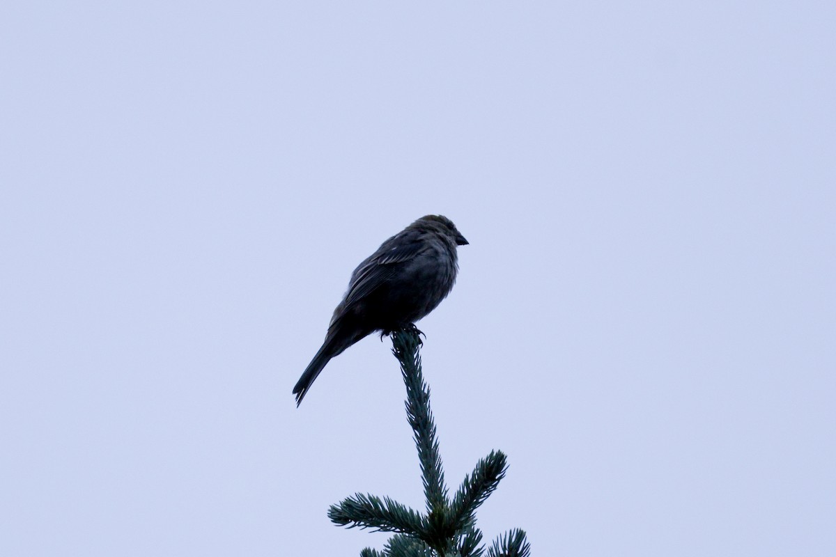 Pine Grosbeak - ML641517648