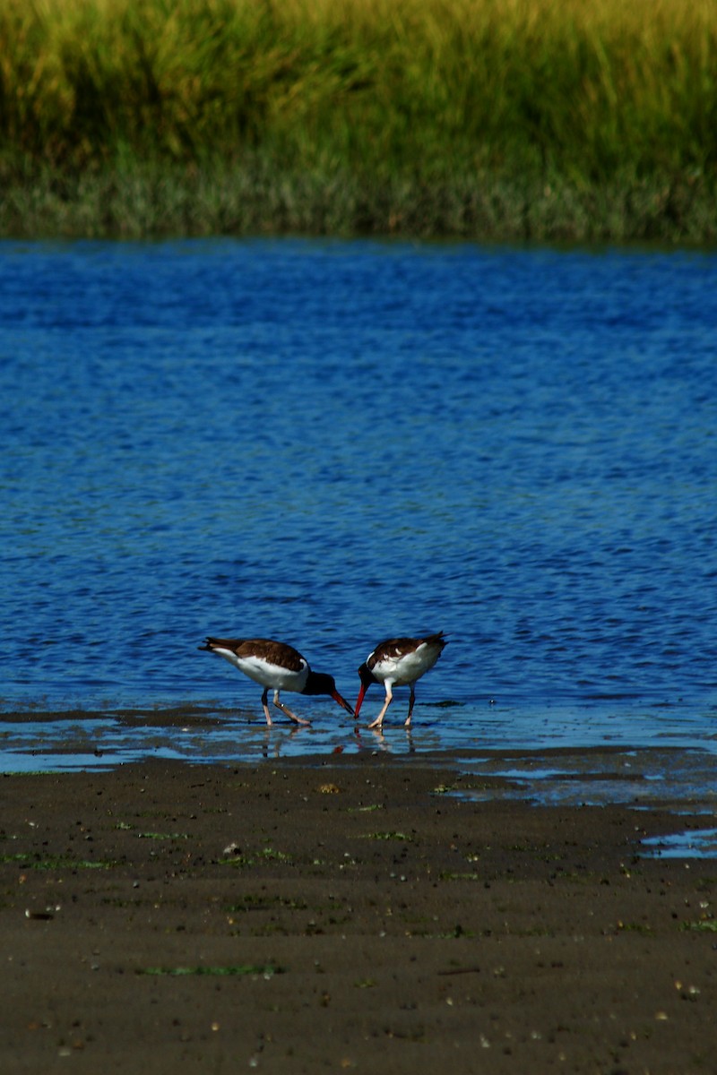 American Oystercatcher - ML641517650