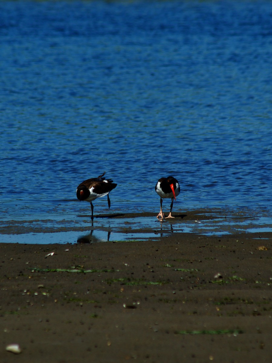 American Oystercatcher - ML641517651