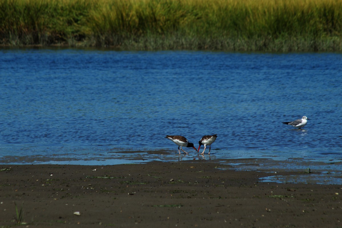 American Oystercatcher - ML641517653