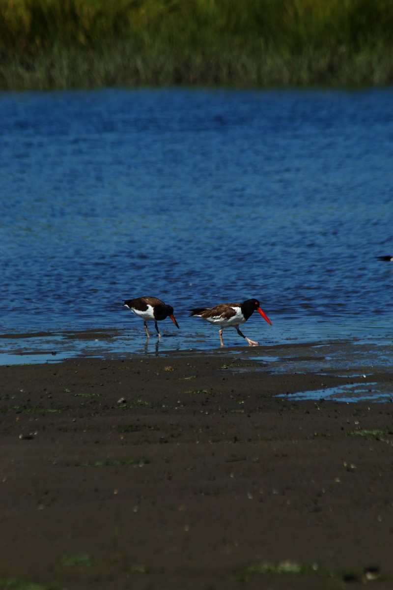 American Oystercatcher - ML641517663